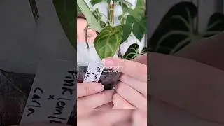 Massive Plant Haul!! 🌿 Part 4 Fontanimal Plant House #unboxing #plantmail #anthurium
