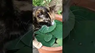 Лотос Комарова. Выращивание в Сибири. Мой опыт и планы)