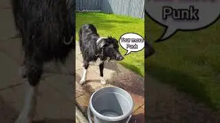 Dog playing with water, dog fighting with garden hose 🐕 #short
