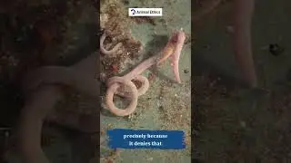 Why not to harm animals?