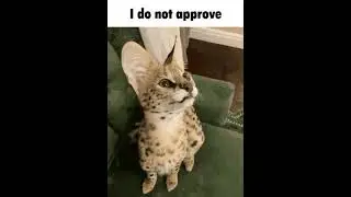 I do not approve