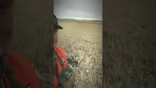 Mule Deer BUCK DOWN!