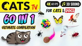 CATS TV - 60 in 1 🙀 ULTIMATE Compilation 🐭🪱🐞 for cats & dogs [4K] 5 HOURS