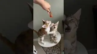 Дейзи и Алиса😅 дресированые котики.  #cat #котки #catbaby #котик #котята #кот #catkitten #kitten
