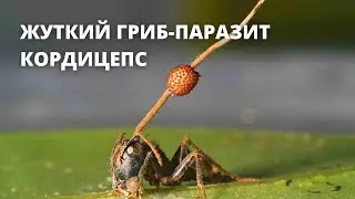 Жуткий гриб — Кордицепс