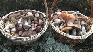 Белые Грибы боровики пошли осенью огромными полянами! Красота и отдых в Карелии!