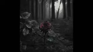 Rose🌹♪ (Sad/Dark Guitar Instrumental Album)