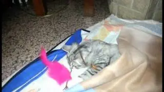 La pupa gioca