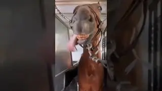 horse heeeee