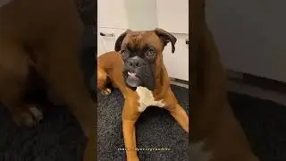 BOXER 🇩🇪 #shorts #boxer #cães #dogs