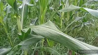 Corn Planting. Epekto ng Pagaapply ng Abono sa Mais. Ganito na ka laki 47 days after planting.