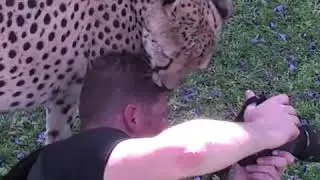 Большие кошки ШОК