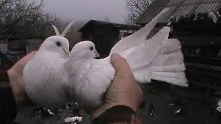Николаевские голуби