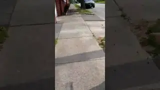 Crow won't go