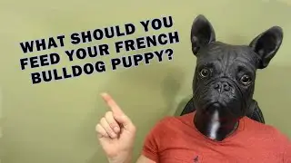 What Should You Feed Your French Bulldog Puppy | French Bulldog Diet Tips