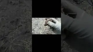 первый коп после морозов