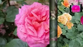 ФЛОРИБУНДА. НАЧИНАЮЩИМ