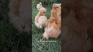 Курочки на вечерней прогулке #silkies #duck