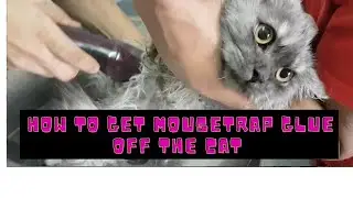 How to get mousetrap glue off to Cat