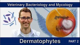 Dermatophytes (Part 2) - Veterinary Bacteriology and Mycology