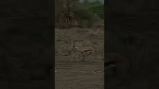 2023 Gazelle VS 7000 BCE Gazelle 🤣 