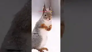 #squirrel
