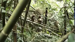 Prolemur simus stripping bamboo SamAmbler
