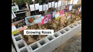 Growing Roses