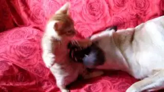 sweet Kitten vs. dog