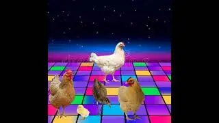 chicken dj