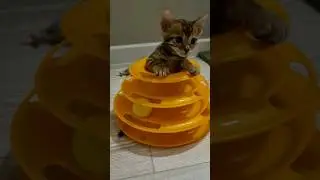 ночные игры бенгала 