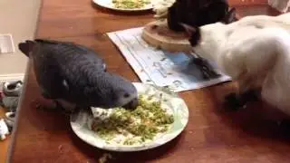 Siamese Cat & Timneh African Grey