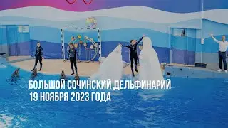 Большой Сочинский Дельфинарий. 19 ноября 2023 года