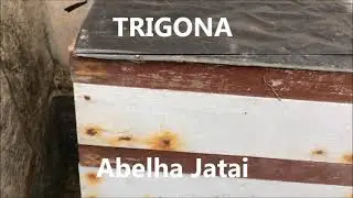 Гнездо милипон