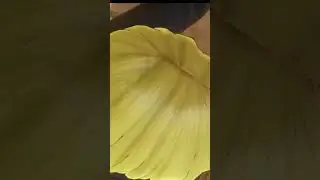 Luffy Slingshots B*mb Away With Belly - One Piece Odyssey (Alabasta Chapter 2)