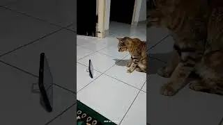 ‪@DemikAnimal‬