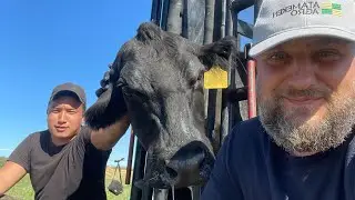Лечение глаз КРС