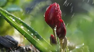 After the Rain - Eugen Doga @Sya228