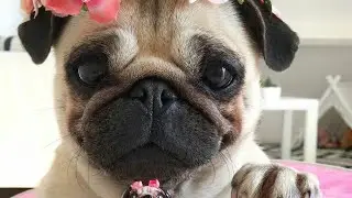 С 8 мартом