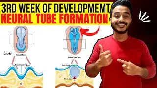 neurulation embryology | neural tube formation embryology | third week of development embryology