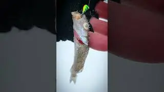 Ловлю рыбу на мормышку Зимняя рыбалка#shorts