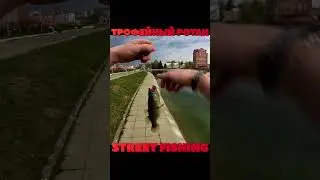 Трофейный ротан / Street fishing #рыбалка  #bigfish #fishing #shorts