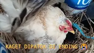 LAGI GABUT ISENG GANGGUIN AYAM KATE YANG BARU MENETAS 😱