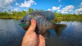 Catching Spring Bream