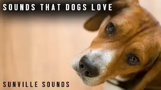 Sounds Dogs LOVE | Animal Sounds with Peter Baeten