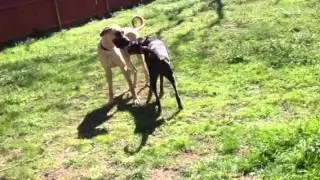 Just trying to play
