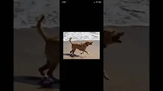 A dog's life