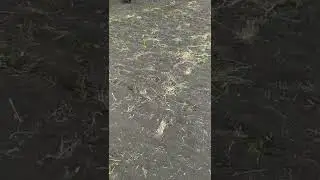 Висадка томатів