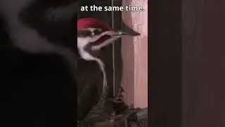 A Woodpecker's Superpower