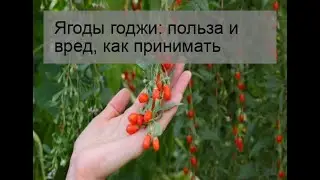 Ягоды годжи: польза и вред, как принимать